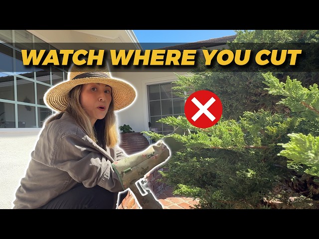 The Art of Bonsai Pruning: Simple Step-by-Step Beginner’s Guide  | Julie Khuu