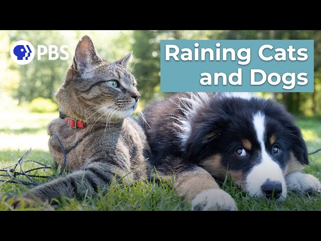 What Does "Raining Cats and Dogs" Have to do with Vikings? | Say What?! Animal Idioms