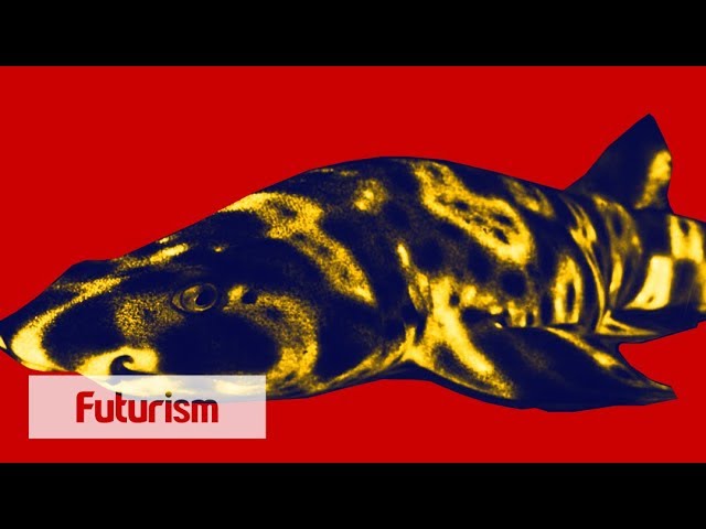 Glow In The Dark Sharks