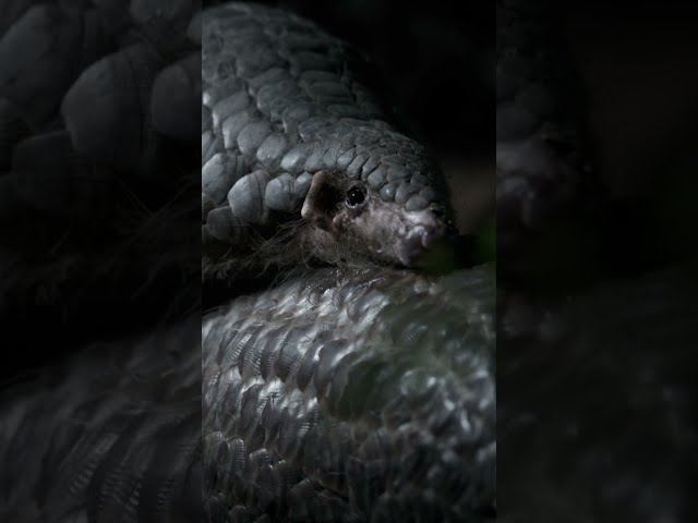 How pangolins mate (in a suit of armor) #naturepbs #wildlife #pangolin  #animals