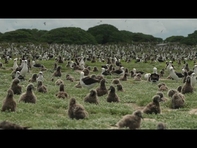 Laysan albatross nests on Midway Atoll NWR
