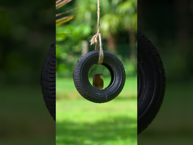 Robin’s joyride on a tire swing! 🐦 #cattv