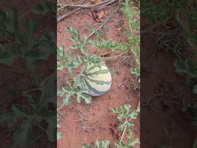 Wild Watermelon