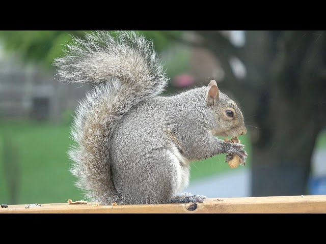 SONY FDR-AX53 Test Footage - 4K ULTRA HD