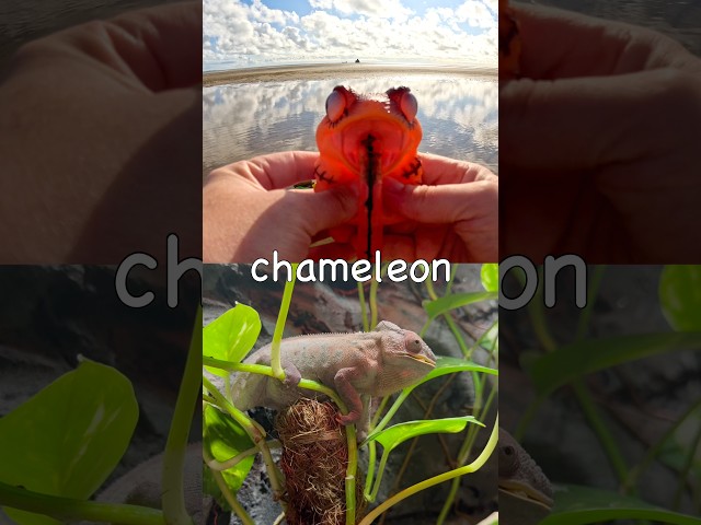 Toy Learning Fun | Kids Learn Animal Names at the Beach: Alpaca Chameleon Platypus Gecko Toad