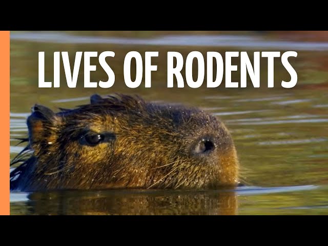 Tiny Titans - The Fascinating Lives of Rodents | Full Documentary