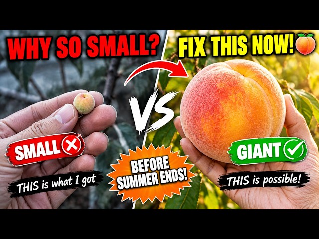 This Is Why Your Peach Fruits Stay Small Every Year — Fix It Now Before Summer Ends