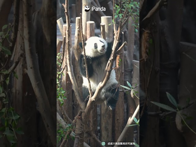 The Tree-Climbing Champ Is Here! | iPanda #shorts