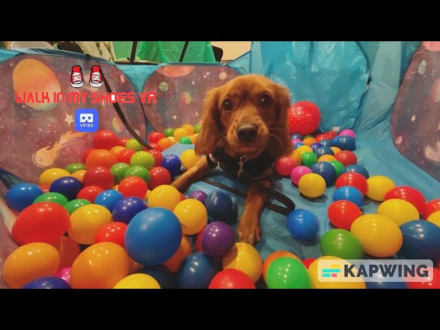 That's A Good Doggo!     VR180