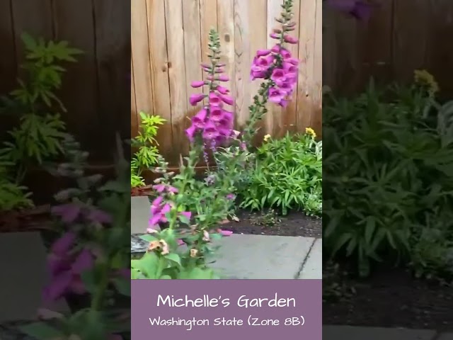 Before & after garden tour (Michelle's Garden, WA, Zone 8B)