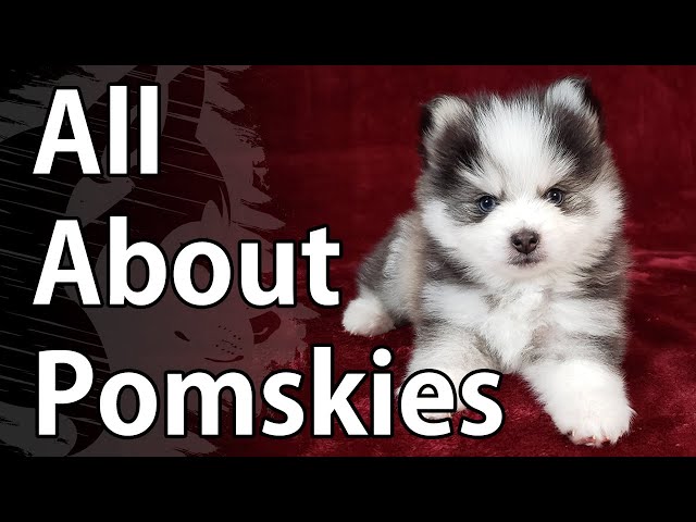 All About Pomskies - A Pomsky Video