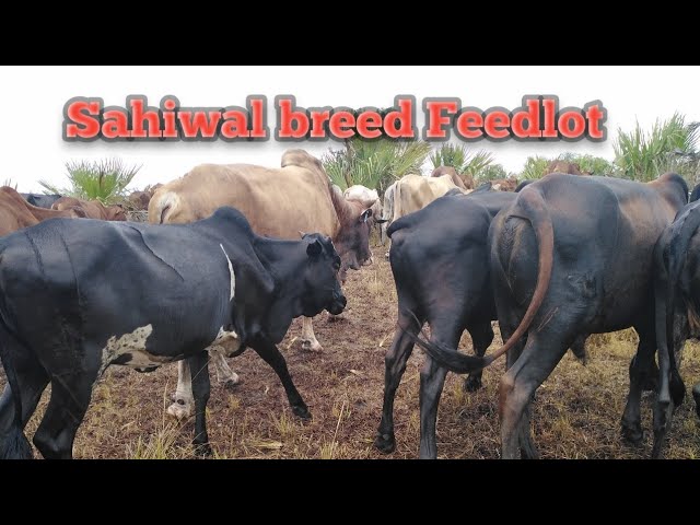 Sahiwal Breed Kenya