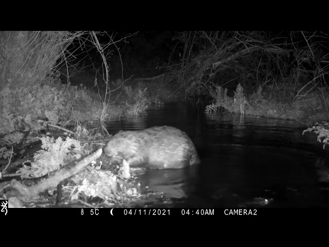 Dorset Wildlife Trust Beaver Project Dam building   Female adding boulder