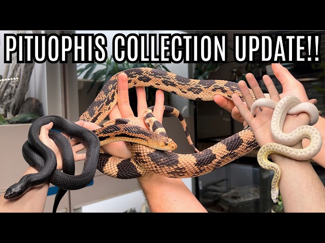 Pituophis Collection Update! | Bull Snakes, Pine Snakes, And Gopher Snakes!