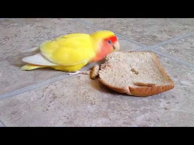 Cute Lovebird Eating Bread.