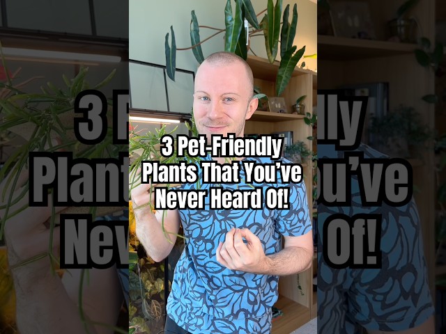 3 Pet-Friendly Plants That You’ve Never Heard Of Before #Plants #PetFriendly #Houseplants #Shorts