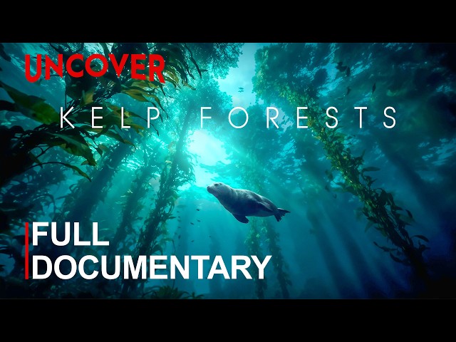MARINE VEGETATION | Kelp Forests, Seagrass Beds and the Living Ocean | FULL DOCUMENTARY
