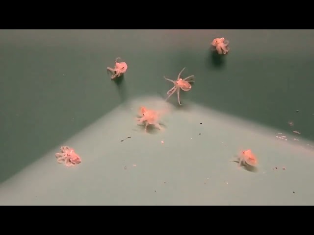 baby octopi with octoling noises