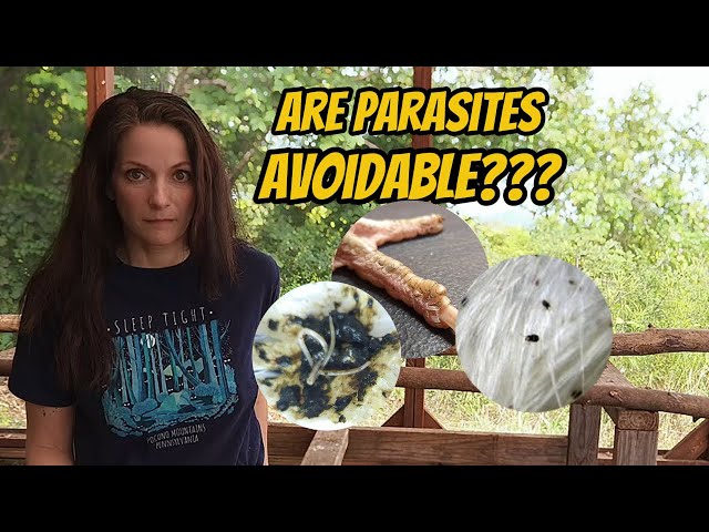 Don't Let PARASITES Destroy Your Flock! [Part 1: Learn to Prevent, Identify, and Treat ]