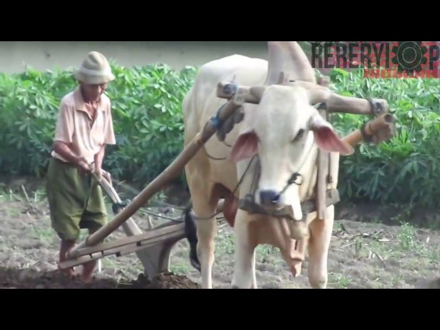 Traditional Plowing in Java
