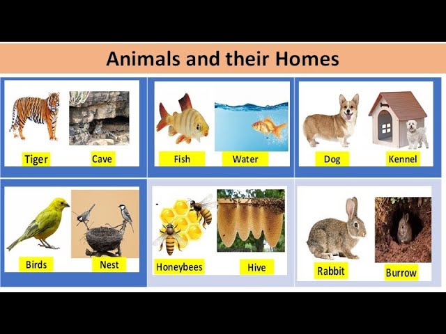 Animals & their homes/Animals shelter/Animal name/Dog - Kennel,Tiger -cave, Birds - Nest,fish-water