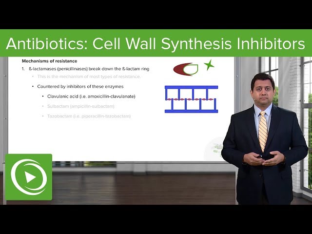 Antibiotics: Cell Wall Synthesis Inhibitors – Pharmacology | Lecturio