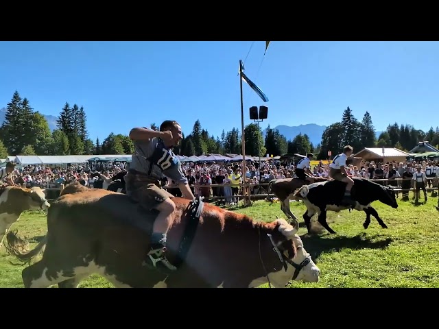 Ochsenrennen Wallgau am 06.09.2026