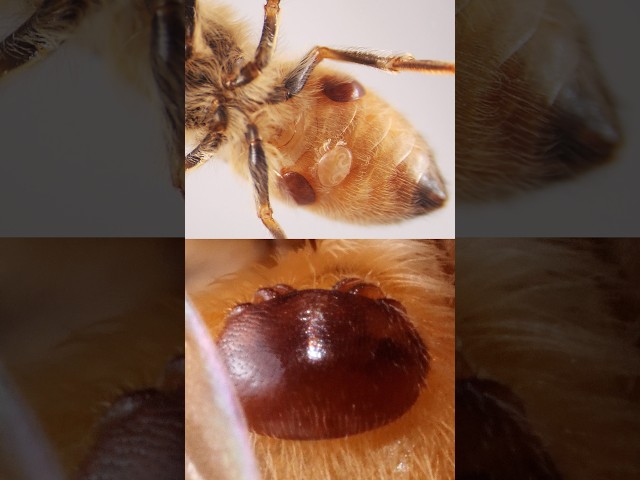 Varroa Mites Can Seriously Harm Honeybees | #DeepLook #Shorts