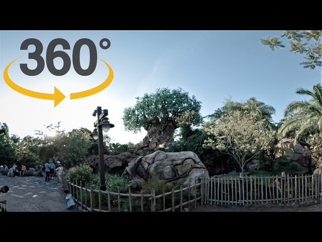 360 Bench Break at Animal Kingdom (Early Summer 2018)