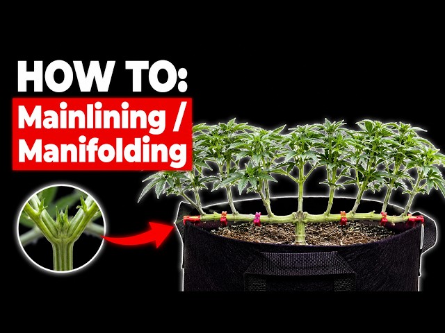 How to: Mainlining/Manifolding LST clips & fungus gnat treatment - growth phase in Living Soil