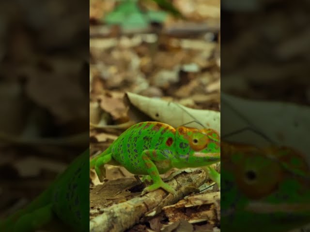 This chameleon has a clever trick for escaping a snake. #naturepbs #wildlife #chameleon #snake #hunt