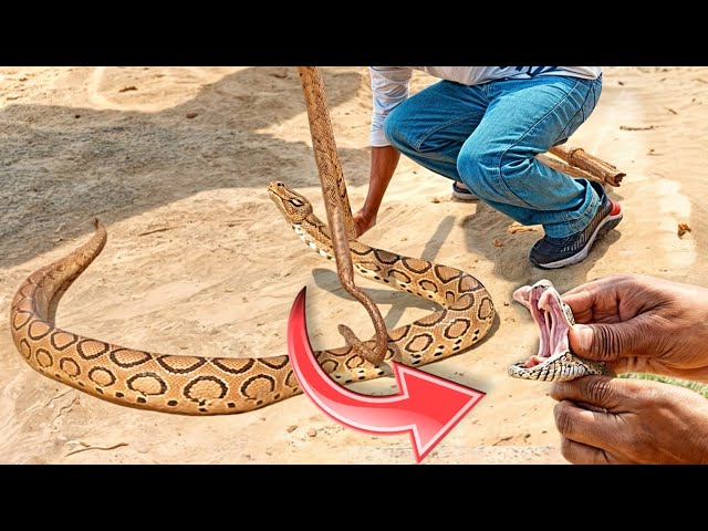 Watch India's most dangerous snake; its bite causes a painful death. Rescue of a Russell's viper.