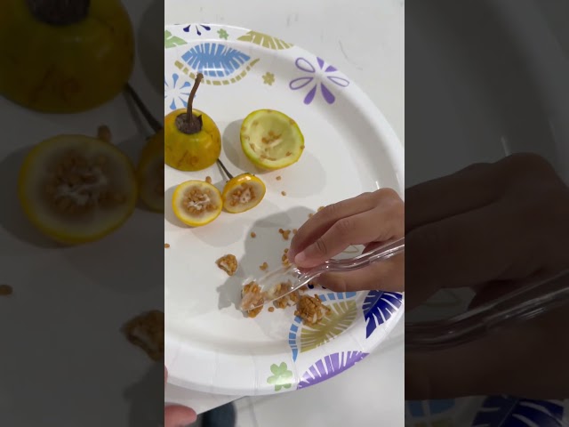 Yellow round spicy pepper 🌶️