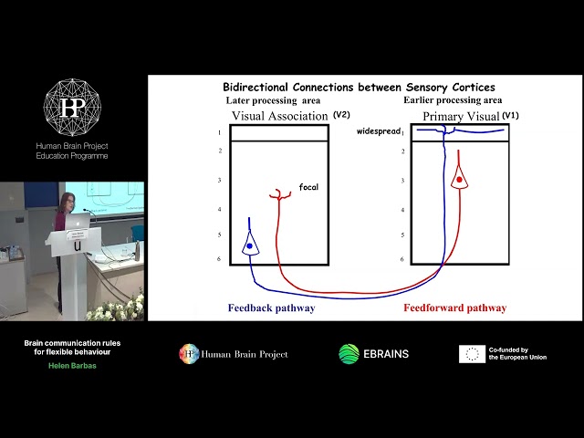 Helen Barbas - Brain communication rules for flexible behaviour