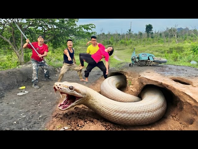 An expert bravely digs out and captures a giant white python.