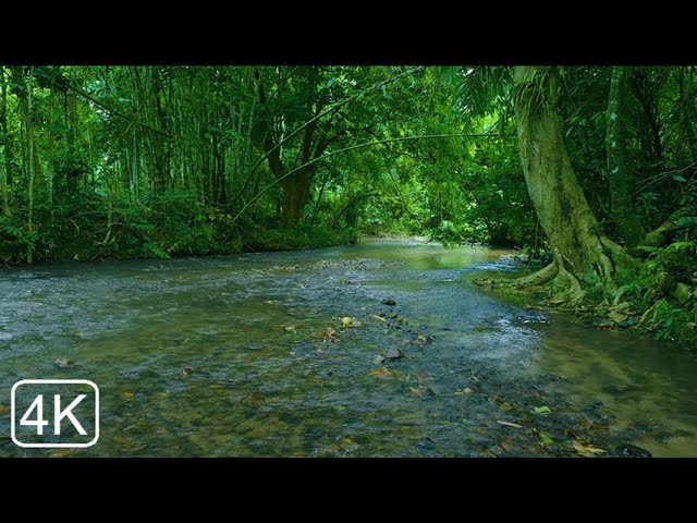 Birds Chirping in the Forest, Soothing Creek Sound, Relaxing Melodies of Nature, ASMR