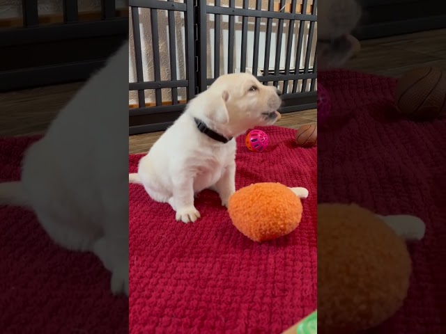 New Digs for 9 Lab Puppies. 3-week-old Puppies Explore their new Playroom. #cutepuppy #labrador