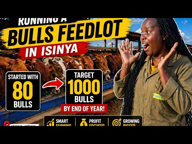 Inside a Profitable Feedlot in Isinya Built  by a woman raising 80 to 1000 Bulls in Isinya