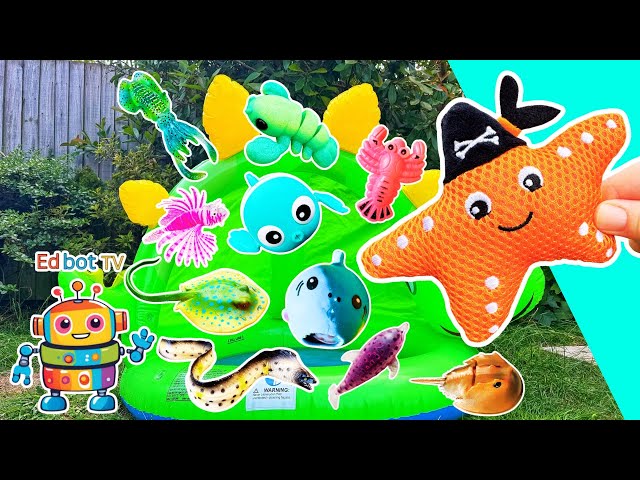 Learn Sea Animal Names for Kids at the Dino Pool: Jellyfish Starfish Crab Squid Clownfish Shrimp