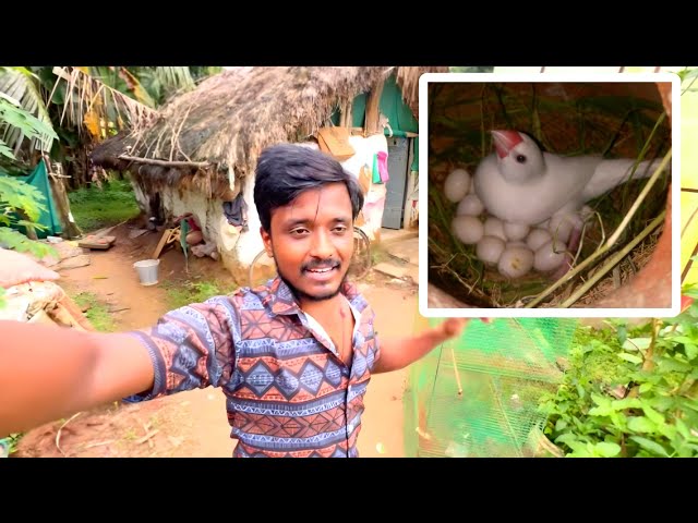 ପ୍ରଥମ ଥର java ଦେଲା ଅଣ୍ଡା 😉/ସାପ କୁଆଡେ ଗଲା 😌