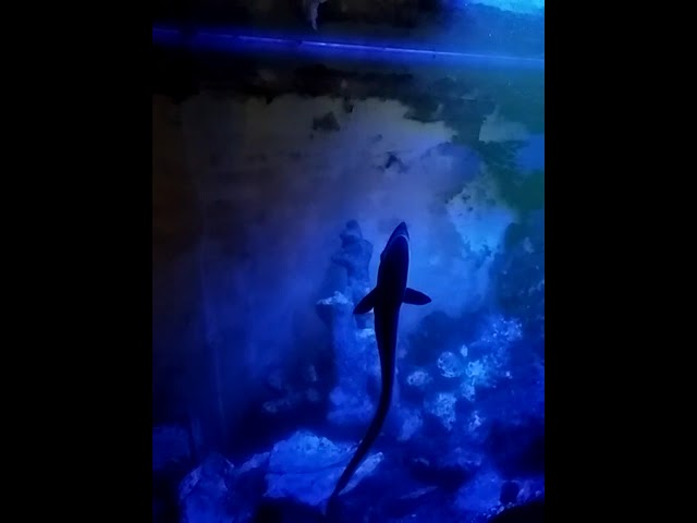 Kasih makan Remora... Ganas bro..