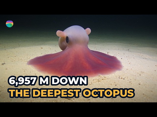 Dumbo Octopus: The Deepest Octopus Ever Seen, Almost 7 km Down