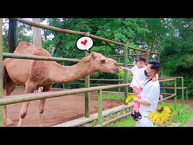 Let's Feed Camels, Lions, Tigers and Pelicans at the Zoo