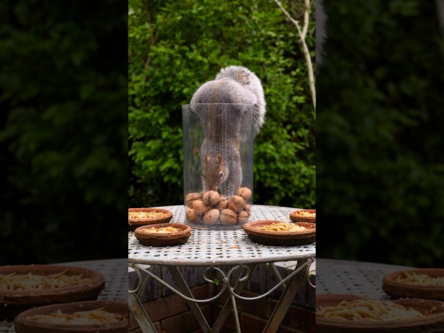 Squirrels empty the nut jar #squirrel #cute #cuteanimals #cattv