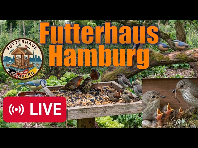 24/7 Live aus Hamburg: Was passiert heute am Vogelfutterplatz? 🐦🌾 #livestream  #vögel #birds
