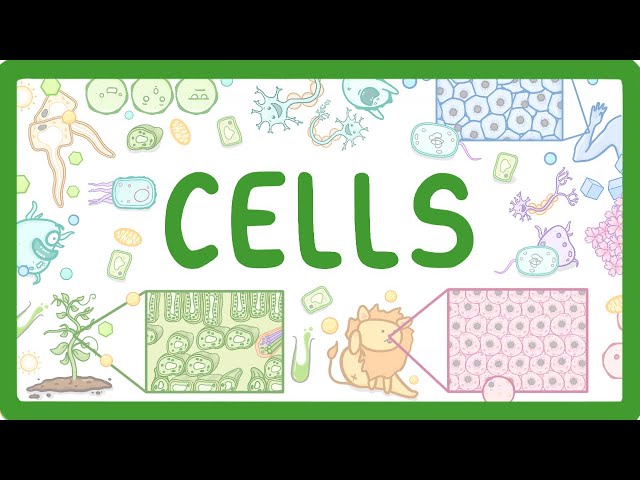 GCSE Biology - Cell Types and Cell Structure (2026/27 exams)