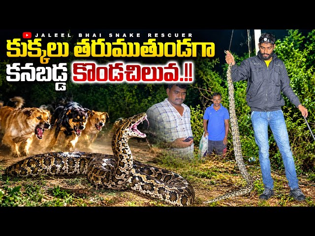 #RockPython spotted while being chased by dogs.!? Rock Python Rescue in Kondannapalle contact 817...