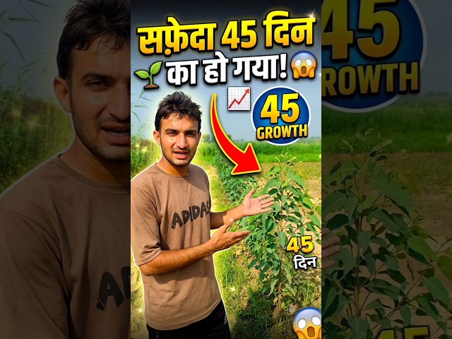 45 दिन में सफेदो की ग्रो #सफेदा #shorts #viral