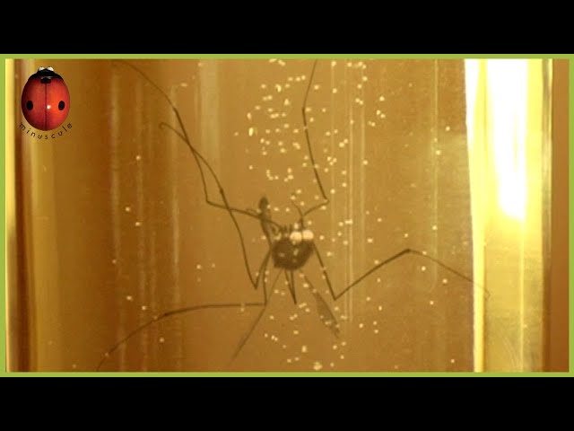 The Mosquito | Minuscule