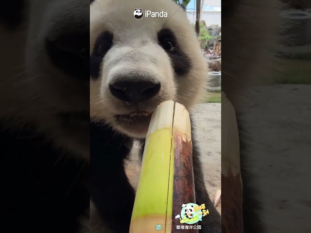 You Have A Bamboo Shoot, You Got A Panda | iPanda #shorts #HKPanda